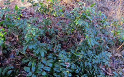 IMG_2461_Mahonia_.jpg