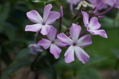 Syreeni_Floxi.jpg
