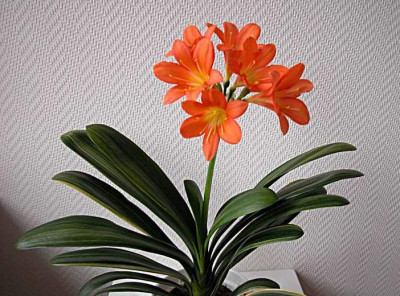 Panaschierte_Klivie2.jpg