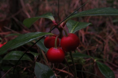 IMG_2490_Gaultheria.jpg