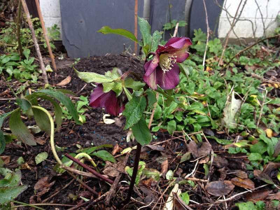 erste-helleborus_20140105_zg.jpg
