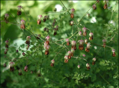 Thalictrum_isophyroides_xH.JPG