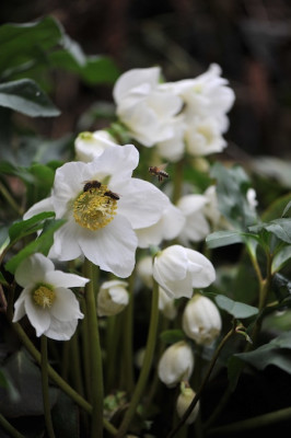 Helleborus_n._01.jpg