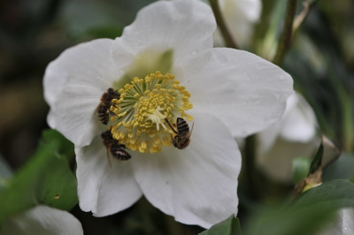 Helleborus_niger_01.jpg