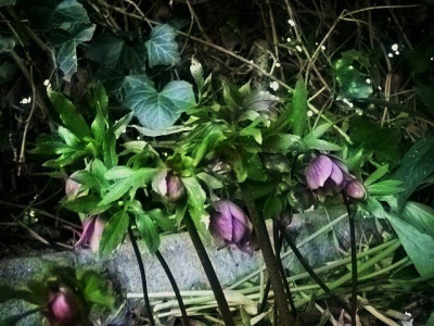 14_early_purple.jpg