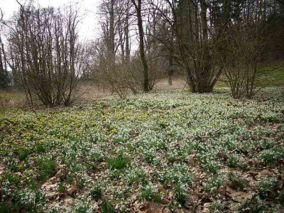 schnneeglockchen-.jpg