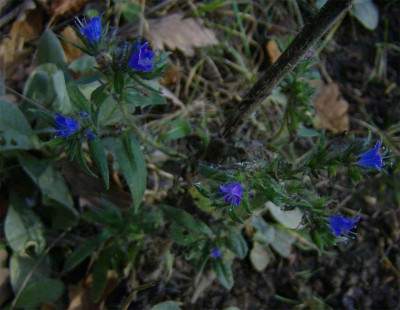 Natternkopf-070114.jpg