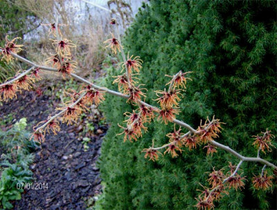 hamamelis-diane-070114.jpg