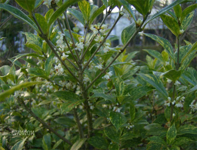 Osmanthus-heterophyllus-070.jpg