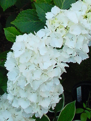 fransi_detail.jpg