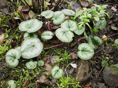 14_coum_1.knospen.jpg
