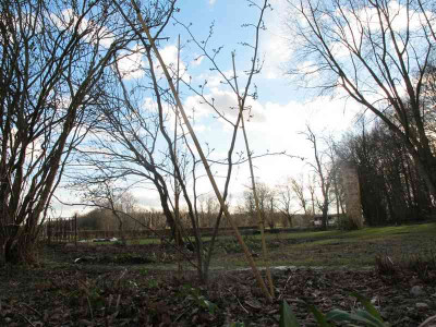 Hamamelis_8.1.14_ue.jpg