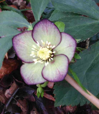 helleborus_SP_valerie.jpg