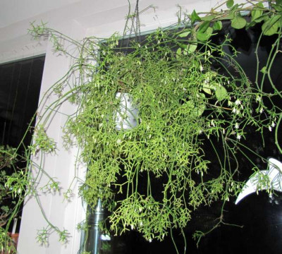 Rhipsalis_140108.jpg