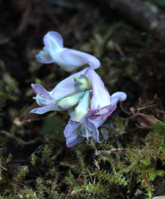 IMG_2333_eCorydalis_ussuriensis.JPG