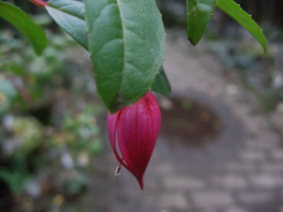 Fuchsia_Army_Nurse_...__10.1.14_002.jpg