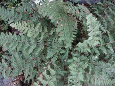 Cheilanthes_tomentosa_..._10.1.14_005.jpg