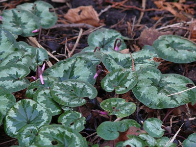 cyclamen_coum_2014-01-04_917_80k.jpg
