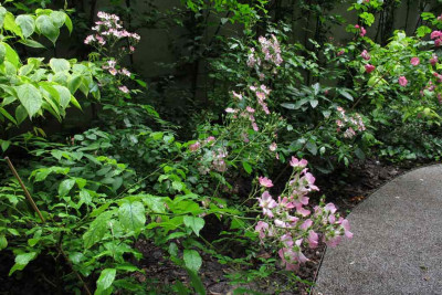 ballerinakletterrose0.jpg