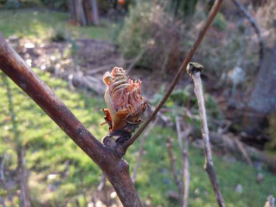 zeller_winterbilder_jan_2013_010.JPG