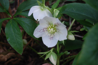 C9451_Medium.JPG