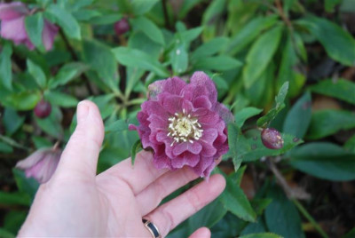 C9457_Small.JPG