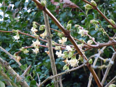 lonicera_purpusii.JPG