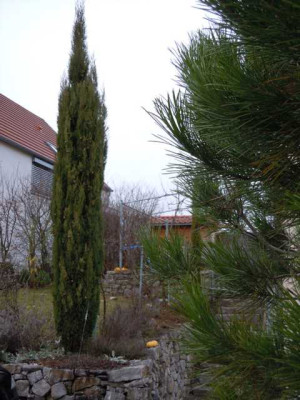 zeller_winterbilder_jan_2014_003.JPG