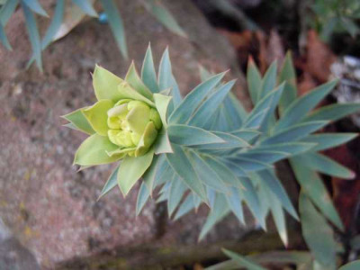 euphorbia_rigida_11.01.14.JPG