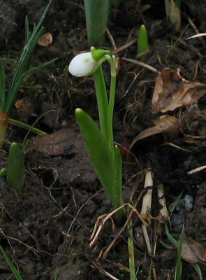 G.woronowii-oder.jpg