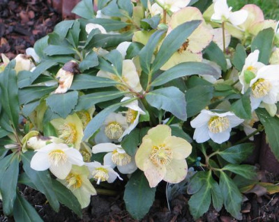 Helleborus-niger-gelb.jpg