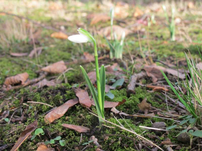 Galanthus_nivalis_12.1.14_ue.jpg