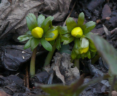 eranthis_2014-01-12_947_80k.jpg