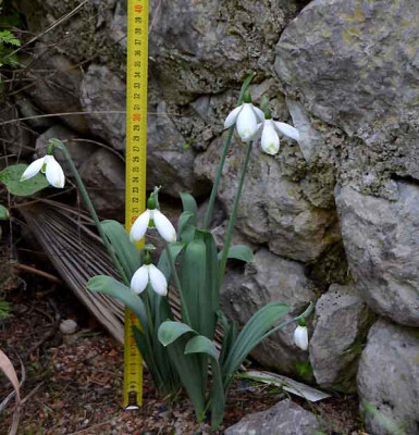 Galanthus_elwesii_GT-kl.jpg