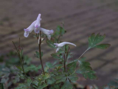 DSCF1348.JPG