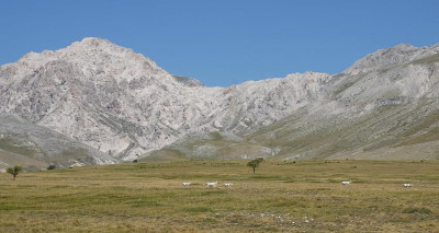 pastore_abruzzese_2012.jpg