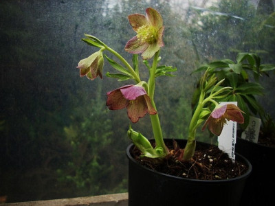 h.croaticus_2.jpg