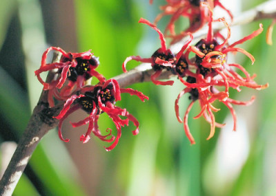 Hamamelis_japonica_Robin.jpg