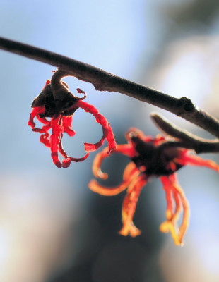 Hamamelis_japonica_Robin_P.jpg