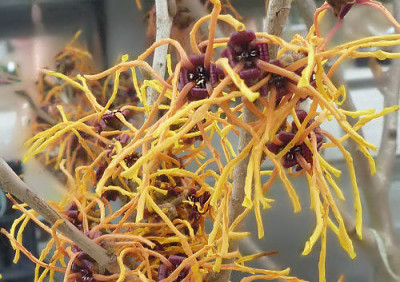 Hamamelis_Vesna.jpg