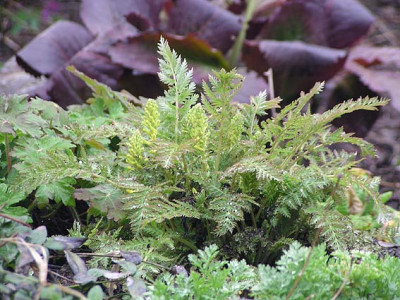 corydalis_cheilanthifolia.jpg