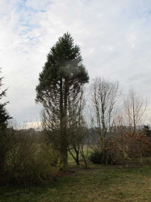 seqoiadendron.jpg