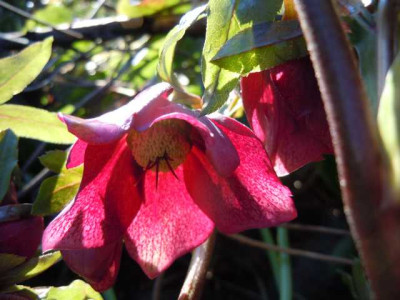 milder_Januar_2014_013.JPG