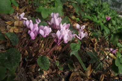 stadtcyclamen0.jpg