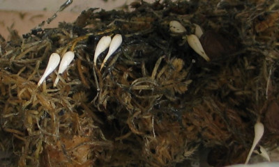 L.gloriosoides-saemlinge.jpg