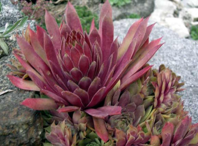 Sempervivum_Fuego_2005-07-08.JPG