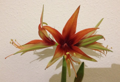 Hippeastrum_Merengue_01-2014_800x800_80KB.jpg