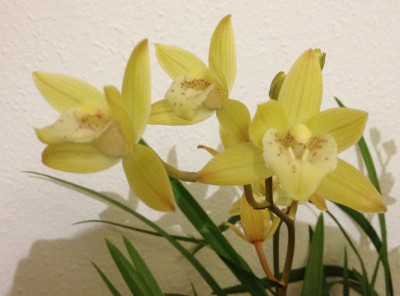 Cymbidium_01-2014_800x800_80KB.jpg