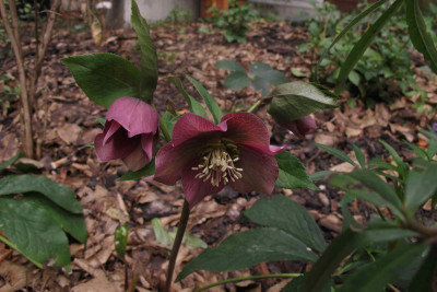 helleboruspatricia0.jpg