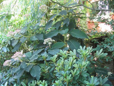 Hydrangea_aspera_Hortu.jpg